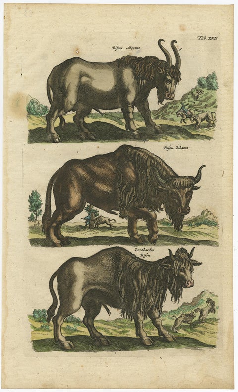 Antique Print of Buffalos, Bisons Magnus, Jubatus and Locobardus, 1657, view 2