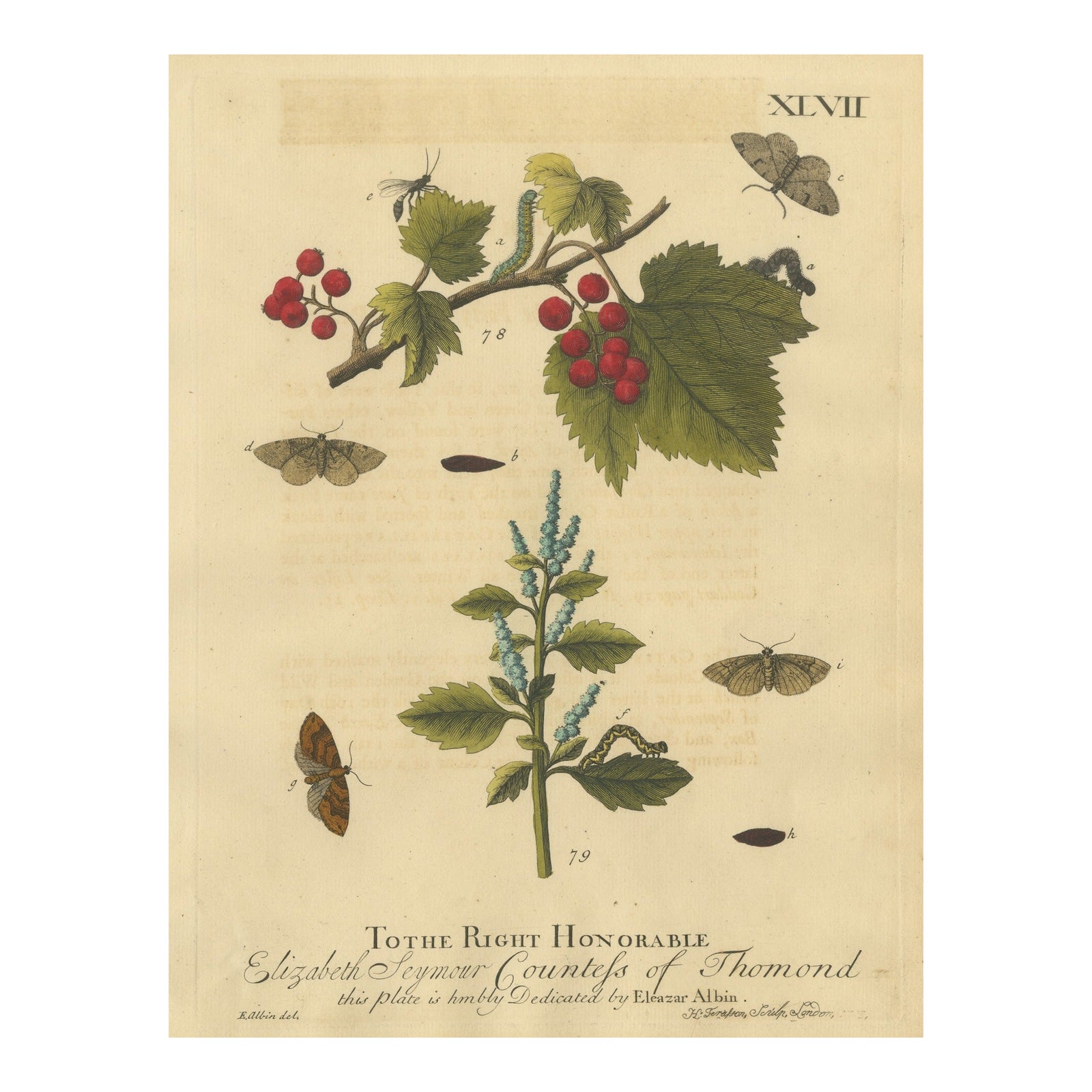 English Moths and Caterpillars on Hawthorn & Flowering Plant, Antique Print 1720