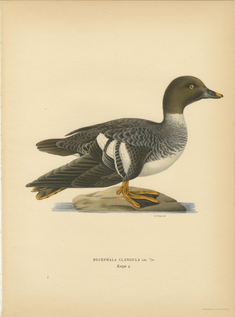 Antique Scandinavian Bird Lithographs, Goldeneye Ducks, Svenska Fåglar - 1929, view 4