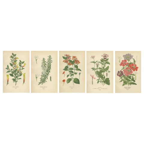 1897 Vibrant Botanical Prints, Libonia, Myoporum, Lantana, Vervain and Verbena