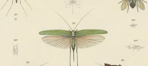 Large Antique Entomology Poster, Dragonflies, Crickets & Flies, ca.1880, close-up 5