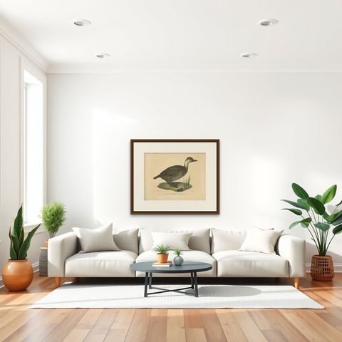 Antique Print of a Duck by J.C. Bock, circa 1800, shown framed in a room