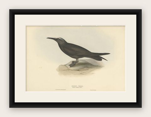 Noddy Tern, Antique Bird Print by John Gould, Hand-Colored c.1832, shown framed