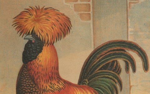 The Magnificent Golden Polish Chicken - A Rare 19th Century Poultry Lithograph, close-up 3