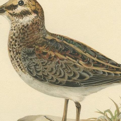 Antique Bird Print of the Jack Snipe by Von Wright, 1929, close-up 2