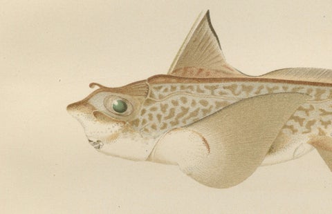 Scandinavian Sturgeon and Chimaera Lithograph from Pisces Scandinaviae Series, close-up 3