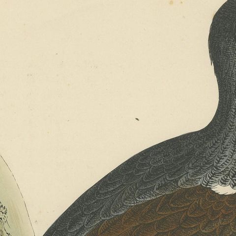 Original Antique Print of a Capercaillie Bird, close-up 1