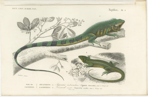 Antique Print of the Green Iguana and European Green Lizard, view 2