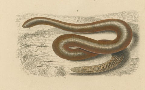 Snake Print of Sand Boa and Boa Constrictor, c.1850, by Orbigny, close-up 3