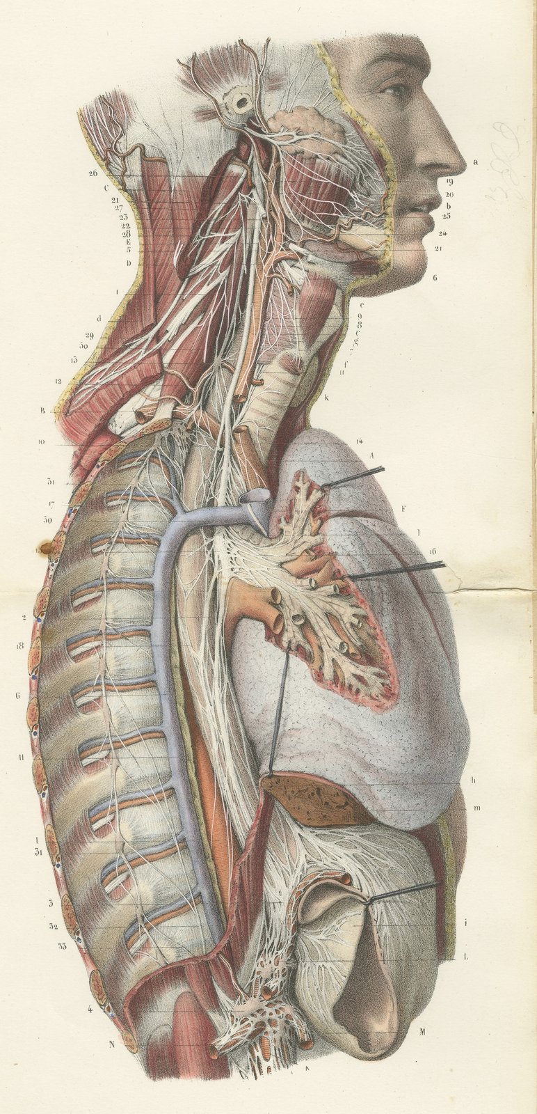 Sympathetic Chain and Vagus in the Thorax, Hirschfeld Double Folding Plate, 1866