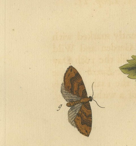English Moths and Caterpillars on Hawthorn & Flowering Plant, Antique Print 1720, view 8