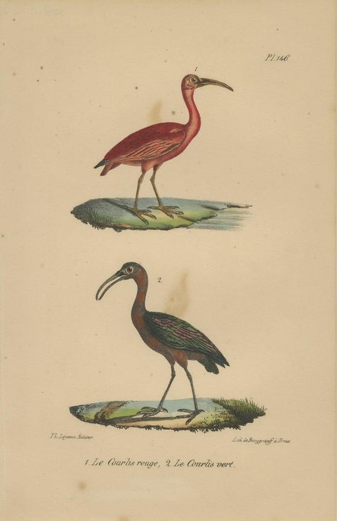Scarlet Ibis & Glossy Ibis, Antique hand-coloured lithograph, c.1828, close-up 3
