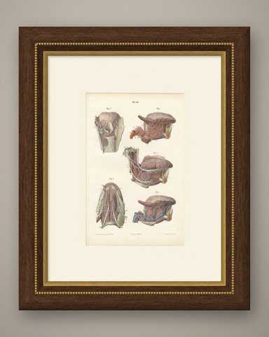 Vessels and Nerves of the Tongue, Antique Hirschfeld Anatomy Print, 1866, shown framed