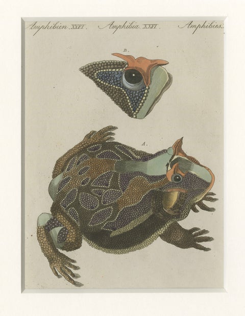 Antique South American Horned Frog Engraving, Bertuch, c. 1807, close-up 4