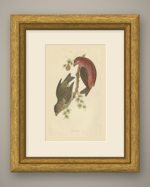 Crossbill Pair on a Larch Branch, Hand Colored Bird Print, Morris, 1896, shown framed