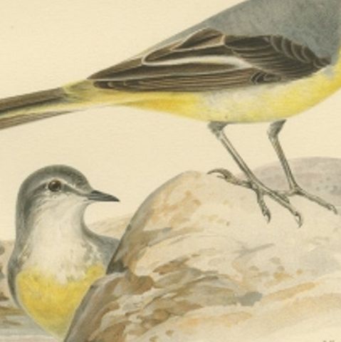 Antique Bird Print of the Grey Wagtail by Von Wright, 1927, close-up 2