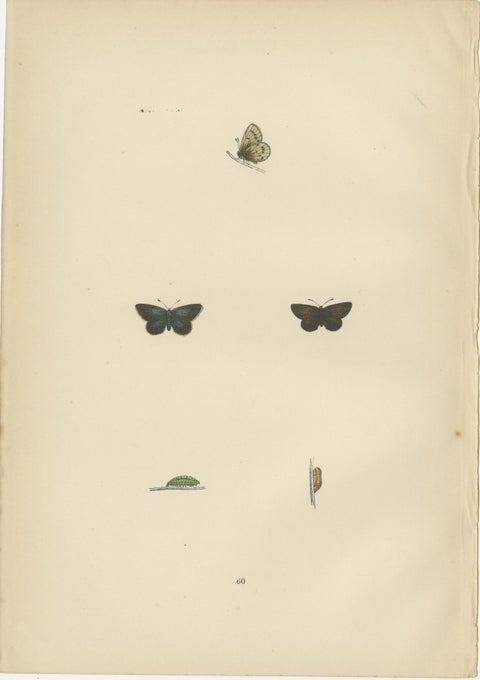 British Handcolored Lepidoptera: Treasures from A History of British Butterflies, view 2