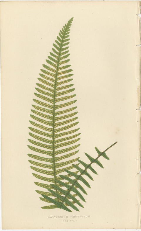 Exotic Victorian Fern Lithograph Collection with English Species Names, 1856, view 4