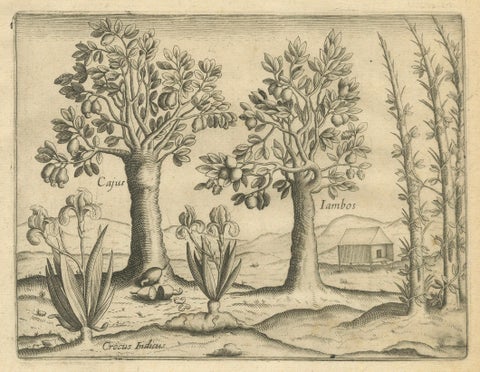 De Bry Indian Botanical Engravings, Coconut, Bamboo & Cashew Trees, c.1598, close-up 3