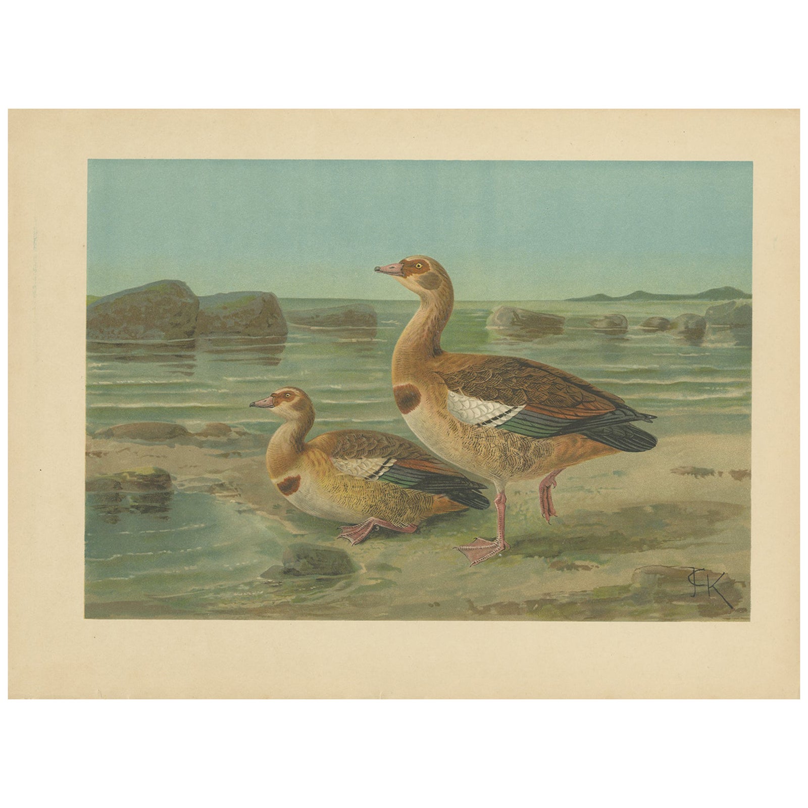 Wild Geese on a Rocky Shore, Elegant Antique Bird Chromolithograph c.1880