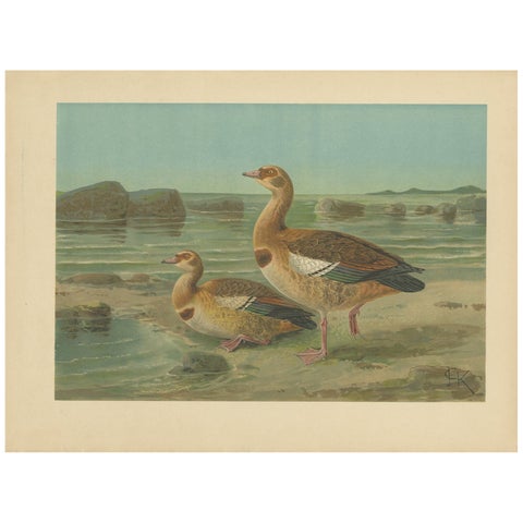Wild Geese on a Rocky Shore, Elegant Antique Bird Chromolithograph c.1880