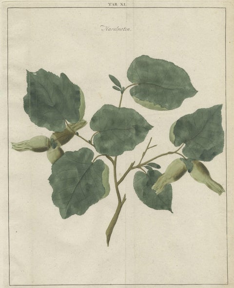 Antique Hand-Colored Print of the Common Hazel, 1758, close-up 1