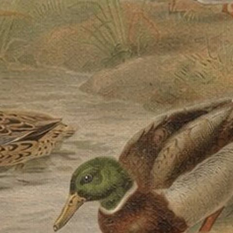 Antique Wild Duck Print Mallard Ducks Wetland Scene Chromolithograph c.1895, close-up 6