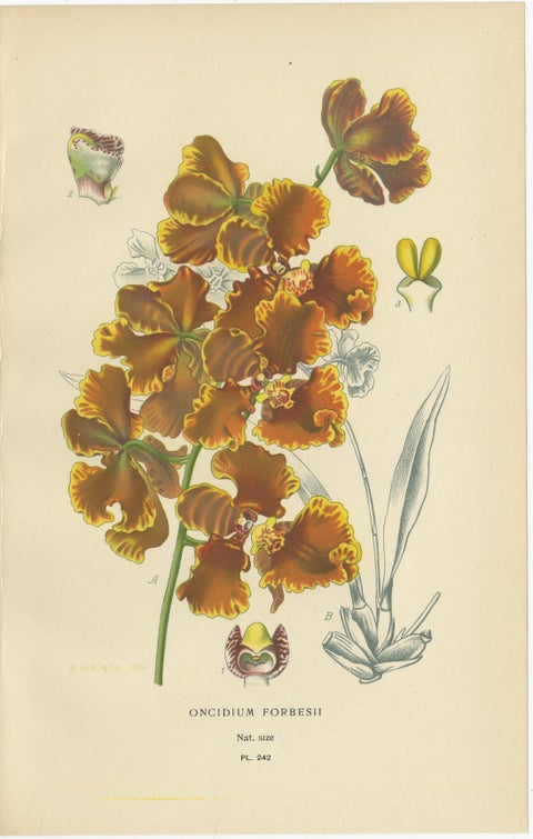 Set of 3 antique orchid lithographs, Lycaste, Odontoglossum & Oncidium, 1897, view 4