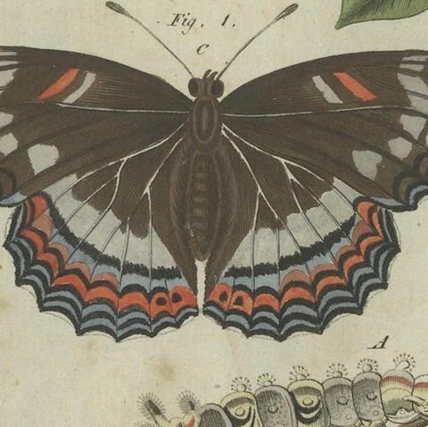 Exquisite Depiction of Butterflies and Caterpillars: A Hand-Colored Engraving, close-up 5