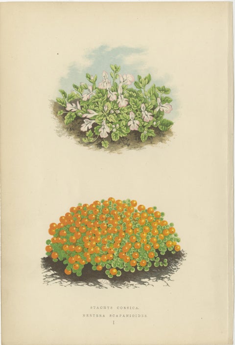 Corsican Betony and Coral Bead Plant, Hand-Coloured Botanical Print, 1874, view 2