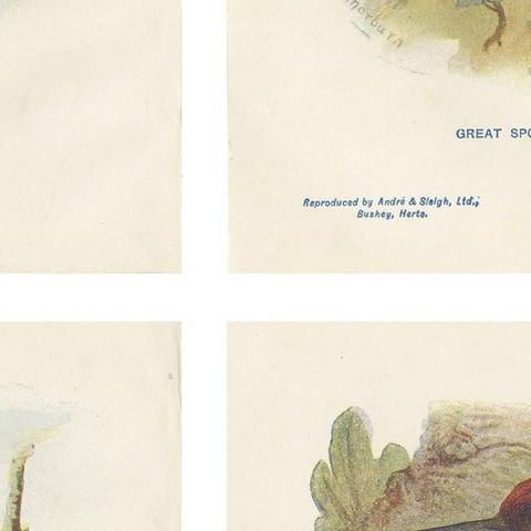 Set of 4 Antique Bird Prints Siskin, Woodpecker, Wryneck, 1901, close-up 2