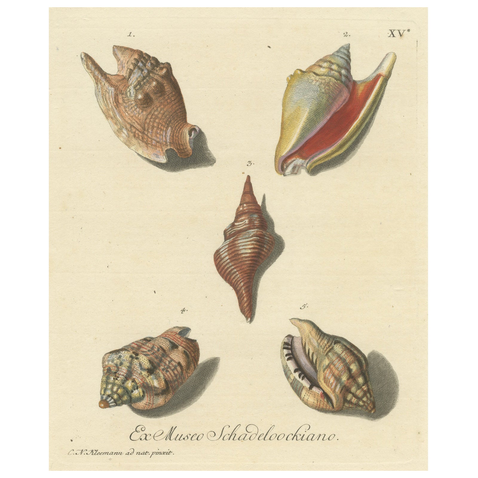 Original Antique Print of Various Seashells by G.W. Knorr, ca.1770