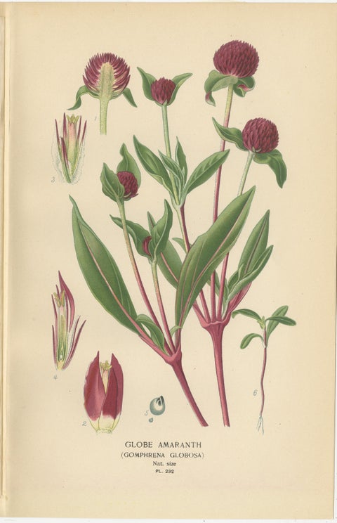 1897 Botanical Compilation, Bloodleaf, Joyweed, and Globe Amaranth, view 4