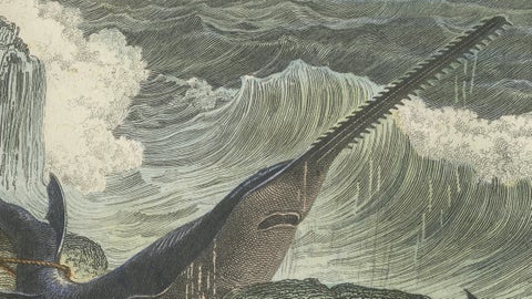 Le Squale Scie (Sawfish), Hand-Colored Engraving, 1840, close-up 3