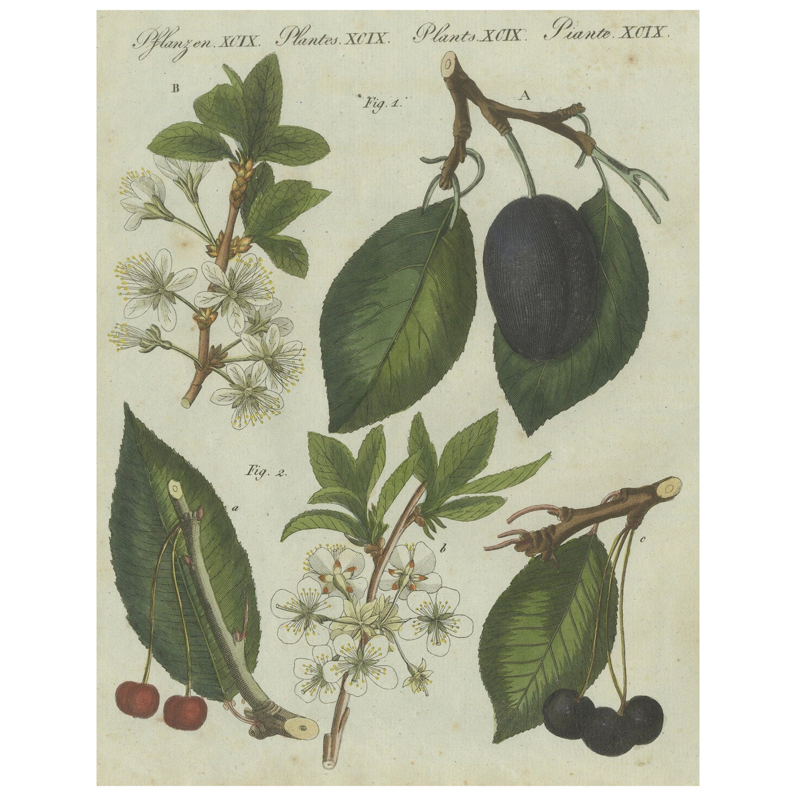 Botanical Study of Plum and Cherry Blossoms and Fruits, Hand-Coloured in 1805