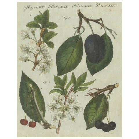 Botanical Study of Plum and Cherry Blossoms and Fruits, Hand-Coloured in 1805