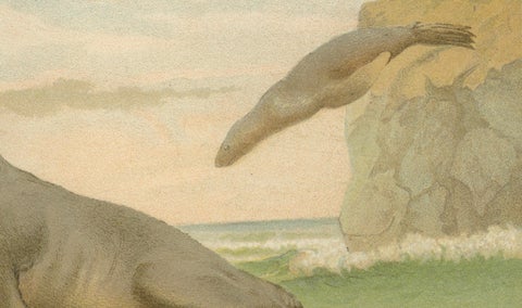 Coastal Wildlife Print, 19th Century Sea Lion Ocean Scene, Soft Pastels, 1894, close-up 4