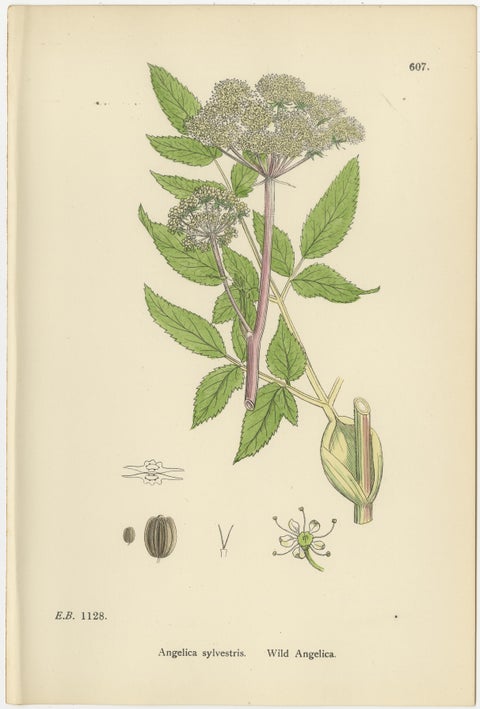 Antique Herb Botanical Prints, Soft Green Palette, Set of Four c.1902, view 3