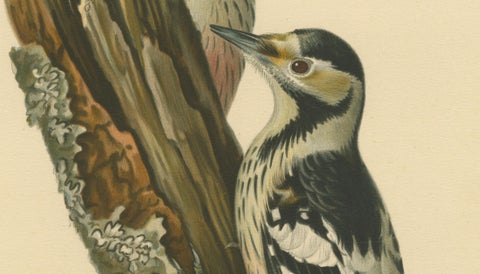 White-Backed Woodpecker Pair on Woodland Trunk, Swedish Bird Print, 1929, close-up 3