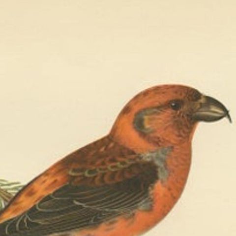 Antique Bird Print of The Red Crossbill by Von Wright, 1927, close-up 1