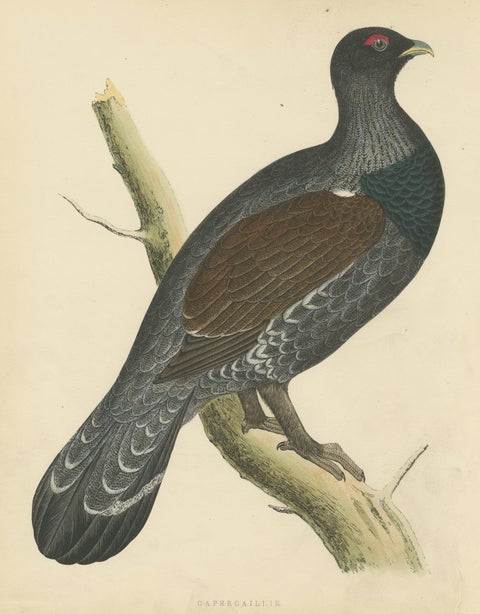 Original Antique Bird Print of a Capercaillie, 1855, view 3