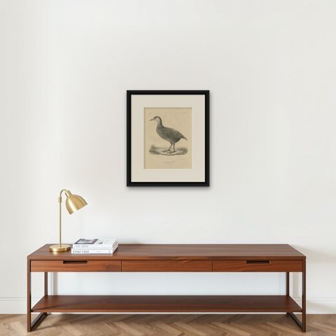 Antique Bird Print of a Weka by Severeyns 'c.1850', shown framed on a wall