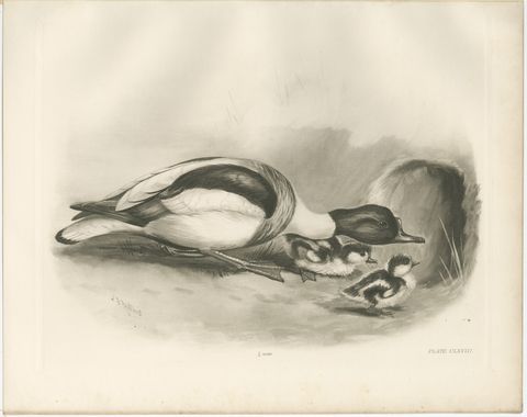 Shelduck and Ducklings, Antique Bird Print after Lilian Medland, circa 1909, view 2
