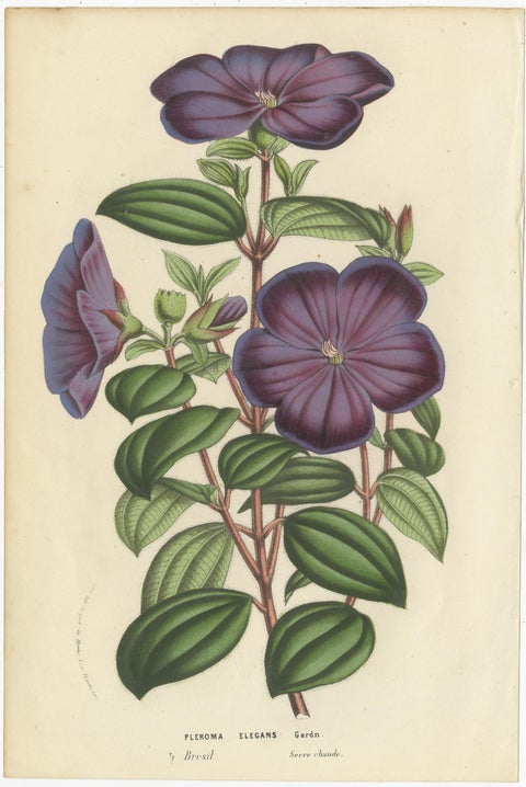 Set of 3 Antique Botany Prints, Chocolate Lily, Gladiolus, Tibouchina Elegans, view 4