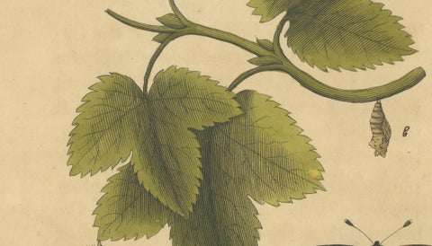 Butterfly Life Cycle on Leafy Branch, Albin Hand-Colored Engraving, 1720, close-up 2