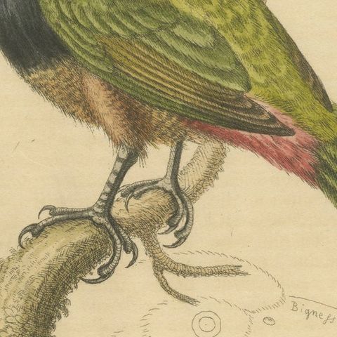 Antique Bird Print of the Green Toucan, close-up 2