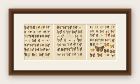 Victorian Butterfly Plates - The Rhopalocera of Java by Piepers & Snellen, 1908, shown framed