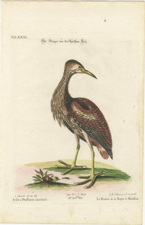 Hand-Colored Engraving of the Hudson Bay Heron by Johann Michael Seligmann, 1770, view 2