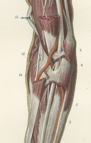 Nerves of the Whole Upper Limb, Antique Hirschfeld Anatomy Print, 1866, view 6