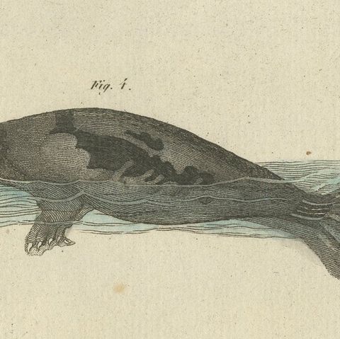 Antique Handcolored Engraving of Seals and Amphibious Mammals, c.1800, close-up 5